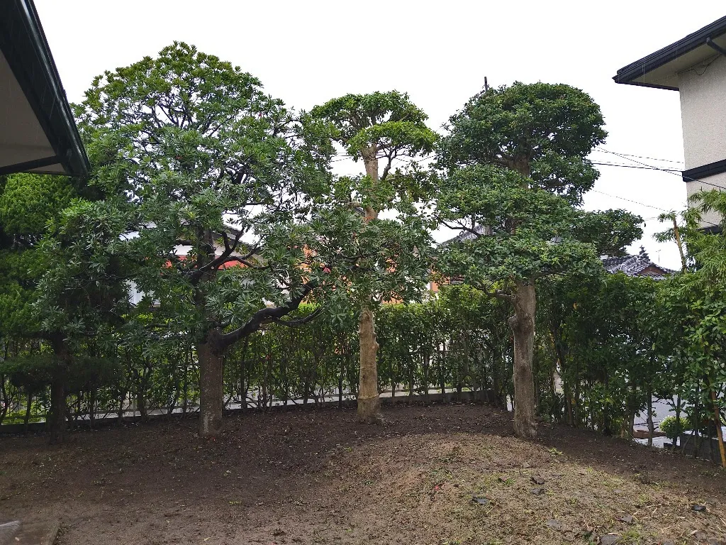 山陽小野田市 I邸 高木剪定